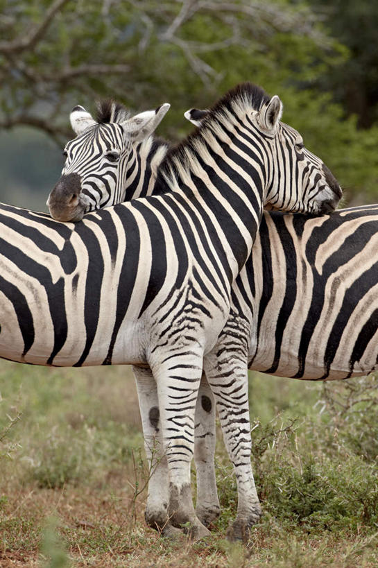 无人,站,竖图,室外,特写,白天,侧面,旅游,度假,草地,草坪,美景,植物,斑马,马,野生动物,非洲,南非,阴影,光线,影子,景观,枝条,注视,娱乐,草,树,树木,树枝,绿色,阳光,自然,动物,观察,看,站着,两只,享受,休闲,景色,放松,可爱,牲畜,活泼,观看,察看,关注,自然风光,阿非利加洲,南非共和国,平原斑马,虬枝,枝杈,夸祖鲁.纳塔尔省,德班,站立,半身,彩图