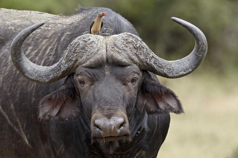 无人,动物园,站,横图,室外,特写,白天,正面,旅游,度假,美景,鸟,非洲,南非,阴影,朦胧,模糊,光线,鸟类,影子,景观,注视,娱乐,一只,阳光,自然,观察,看,站着,享受,休闲,景色,放松,观看,察看,国家公园,关注,自然风光,克鲁格国家公园,阿非利加洲,椋鸟,德兰士瓦省,南非共和国,红嘴牛椋鸟,牛椋鸟,站立,半身,彩图