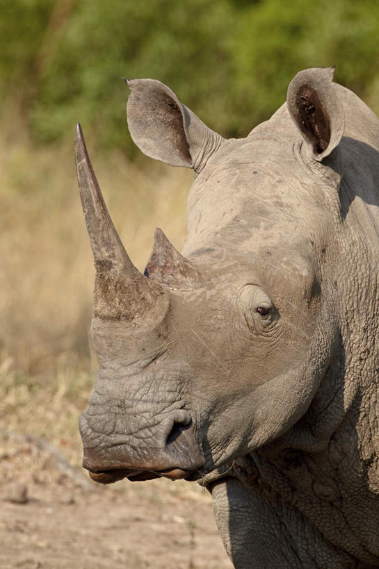 脸,头,脸颊,无人,站,竖图,室外,特写,白天,正面,旅游,度假,草地,草坪,美景,植物,野生动物,非洲,南非,阴影,朦胧,模糊,光线,影子,景观,注视,娱乐,草,一只,绿色,阳光,自然,动物,观察,看,站着,享受,休闲,景色,放松,观看,察看,关注,自然风光,凶猛,白犀,阿非利加洲,白犀牛,犀牛之王,南非共和国,夸祖鲁.纳塔尔省,德班,豪鲁维野生动物保护区,残暴,凶残,头部,脸部,脸蛋,面部,犀牛,站立,半身,彩图