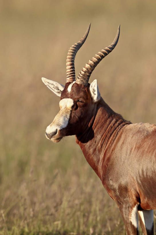 无人,站,竖图,室外,白天,侧面,旅游,度假,草地,草坪,美景,植物,哺乳动物,野生动物,羊,非洲,南非,阴影,朦胧,模糊,光线,羚羊,影子,景观,注视,娱乐,草,一只,绿色,阳光,自然,动物,观察,看,站着,享受,休闲,景色,放松,可爱,活泼,观看,察看,关注,自然风光,角马,牛羚,阿非利加洲,羚牛,扭角羚,南非共和国,夸祖鲁.纳塔尔省,德班,白纹牛羚,豪鲁维野生动物保护区,站立,半身,彩图