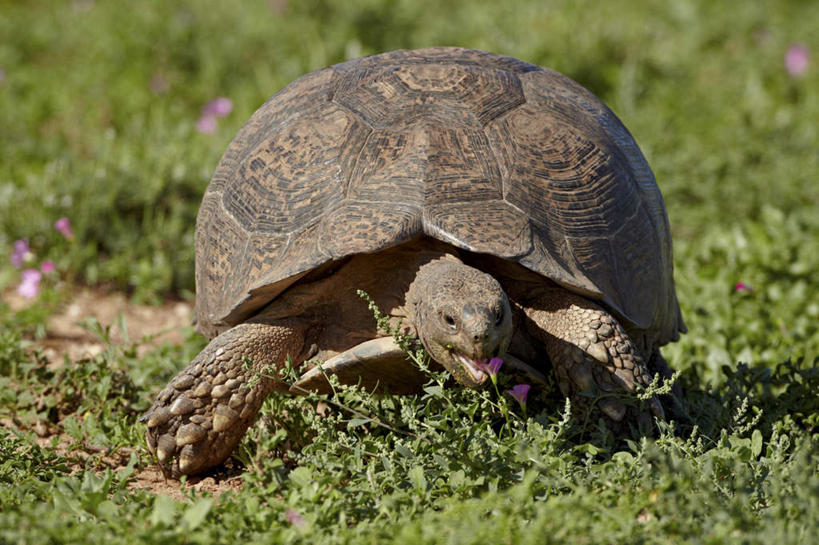 无人,公园,横图,室外,特写,白天,正面,旅游,度假,草地,草坪,美景,植物,龟,非洲,南非,阴影,朦胧,模糊,光线,爬行动物,影子,景观,注视,娱乐,草,一只,绿色,阳光,自然,动物,观察,看,趴着,享受,休闲,健康,景色,放松,观看,察看,国家公园,关注,自然风光,坚定,长寿,阿非利加洲,豹龟,豹纹陆龟,南非共和国,阿多大象国家公园,开普省,豹斑象龟,豹纹象龟,陆龟,趴,彩图,全身