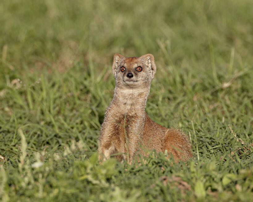 无人,公园,坐,横图,室外,特写,白天,正面,旅游,度假,草地,草坪,美景,植物,哺乳动物,野生动物,非洲,南非,阴影,朦胧,模糊,光线,影子,景观,注视,娱乐,草,一只,绿色,阳光,自然,动物,观察,看,享受,休闲,景色,放松,可爱,活泼,观看,察看,国家公园,关注,自然风光,笔尾獴,阿非利加洲,獴,南非共和国,阿多大象国家公园,开普省,黄獴,坐着,彩图,全身