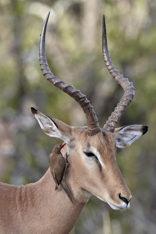 无人,动物园,站,竖图,室外,特写,白天,正面,草地,草坪,美景,植物,鸟,野生动物,羊,非洲,南非,一头,阴影,朦胧,模糊,光线,羚羊,鸟类,影子,景观,注视,草,一只,绿色,阳光,自然,动物,观察,看,站着,景色,可爱,活泼,观看,察看,国家公园,关注,自然风光,黑斑羚,克鲁格国家公园,阿非利加洲,椋鸟,德兰士瓦省,南非共和国,红嘴牛椋鸟,斑羚,牛椋鸟,高角羚,站立,半身,彩图
