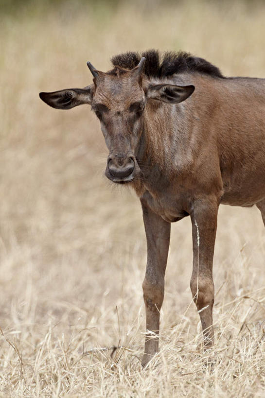 无人,动物园,站,竖图,室外,特写,白天,正面,美景,植物,野生动物,羊,非洲,南非,阴影,枯萎,朦胧,模糊,光线,羚羊,影子,景观,枯草,注视,草,一只,黄色,阳光,自然,动物,观察,看,站着,景色,可爱,活泼,观看,察看,国家公园,关注,自然风光,克鲁格国家公园,阿非利加洲,德兰士瓦省,南非共和国,蓝牛羚,蓝牛,站立,半身,彩图