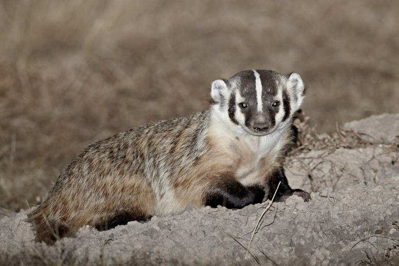 无人,横图,室外,特写,白天,侧面,旅游,度假,石头,美景,野生动物,美国,阴影,朦胧,模糊,光线,石子,影子,景观,扭头,注视,娱乐,一只,阳光,自然,动物,观察,看,趴着,转头,享受,休闲,景色,放松,可爱,活泼,观看,察看,北美,北美洲,关注,自然风光,美洲,南达科他州,美洲獾,北亚美利加洲,亚美利加洲,南达科他,草狼之州,晴朗之州,狗獾,獾,石块,岩石,趴,彩图,全身