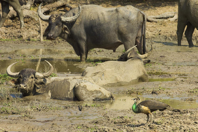 游泳,无人,站,横图,俯视,室外,白天,旅游,度假,石头,美景,孔雀,鸟,牛,野生动物,斯里兰卡,亚洲,四只,阴影,朦胧,模糊,光线,鸟类,石子,影子,景观,美丽,注视,娱乐,阳光,自然,动物,观察,看,站着,享受,休闲,景色,放松,可爱,活泼,观看,吉祥,沼泽,察看,关注,自然风光,华贵,善良,南亚,凶猛,非洲水牛,斯里兰卡民主社会主义共和国,泅水,越鸟,百鸟之王,拍浮,残暴,凶残,石块,岩石,水牛,站立,半身,彩图,高角度拍摄