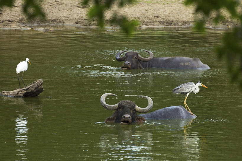游泳,无人,站,横图,俯视,室外,白天,旅游,度假,湖,湖泊,美景,沙滩,水,植物,白鹭,鸟,牛,野生动物,斯里兰卡,亚洲,阴影,朦胧,模糊,光线,苍鹭,鸟类,沙子,影子,海岸,湖面,景观,水流,水面,沙地,注视,娱乐,树,树木,绿色,阳光,自然,动物,湖水,观察,看,站着,享受,休闲,景色,放松,生长,成长,观看,察看,大白鹭,关注,自然风光,南亚,凶猛,非洲水牛,斯里兰卡民主社会主义共和国,泅水,白鹤鹭,白鹭鸶,灰鹳,雪客,拍浮,残暴,凶残,海滩,水牛,鹭鸶,站立,彩图,高角度拍摄,全身