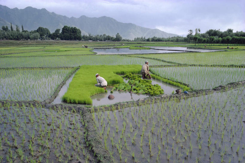 两个人,农田,站,蹲,横图,俯视,室外,白天,旅游,度假,农业,庄稼,农作物,草地,草坪,石头,美景,山,山脉,水,植物,雾,帽子,印度,亚洲,弯腰,握,种植,阴影,服装,朦胧,模糊,光线,石子,液体,影子,稻田,景观,山峰,水滴,云,云朵,山峦,拿,云彩,拿着,注视,娱乐,草,树,树木,衣服,蓝色,绿色,白云,倒影,蓝天,天空,阳光,自然,群山,天,观察,看,站着,享受,休闲,景色,放松,握着,服饰,生长,晴朗,成长,观看,迷雾,察看,倒映,栽培,栽种,衣着,穿着,关注,自然风光,南亚,印度共和国,无边帽,弯身,衣饰,莳植,反照,劳作,查谟.克什米尔,查谟.克什米尔邦,男人,男性,中年男性,亚洲人,印度人,石块,岩石,大雾,晴空,蹲着,站立,彩图,高角度拍摄,全身,传统服装,耕地,庄稼田