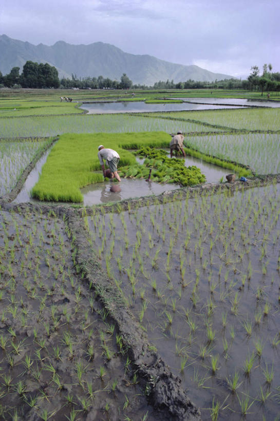 两个人,农田,站,蹲,竖图,俯视,室外,白天,旅游,度假,农业,庄稼,农作物,草地,草坪,石头,美景,山,山脉,水,植物,雾,帽子,印度,亚洲,弯腰,握,种植,阴影,服装,朦胧,模糊,光线,石子,液体,影子,稻田,景观,山峰,水滴,云,云朵,山峦,拿,云彩,拿着,注视,娱乐,草,树,树木,衣服,蓝色,绿色,白云,倒影,蓝天,天空,阳光,自然,群山,天,观察,看,站着,享受,休闲,景色,放松,握着,服饰,生长,晴朗,成长,观看,迷雾,察看,倒映,栽培,栽种,衣着,穿着,关注,自然风光,南亚,印度共和国,无边帽,弯身,衣饰,莳植,反照,劳作,查谟.克什米尔,查谟.克什米尔邦,男人,男性,中年男性,亚洲人,印度人,石块,岩石,大雾,晴空,蹲着,站立,彩图,高角度拍摄,全身,传统服装,耕地,庄稼田