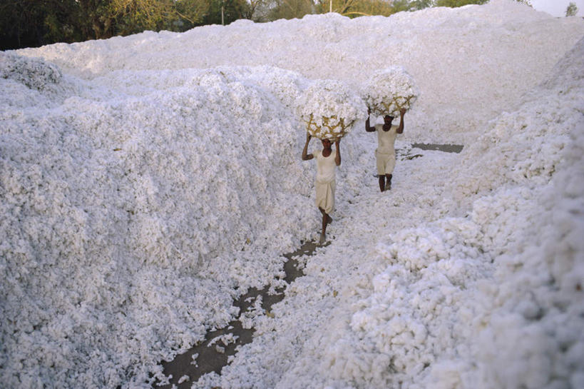 两个人,伙伴,朋友,走,举,交叉,横图,俯视,室外,白天,旅游,度假,友谊,合作,团队,农作物,美景,道路,路,竹子,印度,亚洲,一堆,一排,许多,握,阴影,堆叠,堆积,竹制,服装,柔软,整齐,编织,光线,篮子,影子,景观,小路,棉花,交通,很多,拿,拿着,注视,娱乐,纺织,排列,骑,衣服,白色,阳光,自然,竹篮,观察,看,扛,托,享受,休闲,健康,温暖,景色,放松,战略,握着,服饰,观看,竹条,堆,交织,纤维,察看,竹制品,衣着,穿着,队列,关注,自然风光,南亚,印度共和国,联合,合谋,柔和,衣饰,穿插,古吉拉特,古吉拉特邦,暖和,扛在肩上,骑在肩上,配合,协作,女人,女性,中年女性,亚洲人,印度人,步行,举起,举手,举着,散步,向上举,向上伸,向上托,走路,彩图,高角度拍摄,全身,传统服装