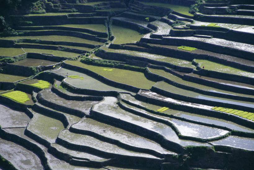 无人,农田,横图,俯视,室外,白天,旅游,度假,庄稼,梯田,农作物,岛屿,石头,美景,山,山脉,菲律宾,亚洲,阴影,曲折,弯曲,光线,石子,影子,岛,景观,山顶,山峰,山峦,娱乐,阳光,自然,群山,享受,休闲,景色,放松,东南亚,蜿蜒,自然风光,沉积岩,菲律宾共和国,菲律宾群岛,吕宋岛,颠峰,极峰,水成岩,巴拿威梯田,列岛,群岛,石块,岩石,诸岛,彩图,高角度拍摄,耕地,庄稼田