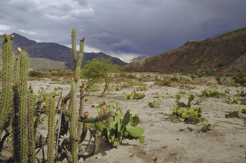 无人,横图,室外,白天,正面,旅游,度假,石头,美景,山,山脉,植物,仙人掌,玻利维亚,阴影,盛开,光线,火焰,石子,影子,景观,山顶,山峰,云,云朵,草药,山峦,首都,花蕾,云彩,娱乐,中药,花,花瓣,花朵,鲜花,树,树木,蓝色,绿色,白云,蓝天,天空,阳光,自然,群山,天,花苞,花蕊,享受,休闲,景色,南美,放松,生长,晴朗,成长,南美洲,拉丁美洲,自然风光,美洲,药材,中草药,沉积岩,中药材,本草,牛舌头,亚美利加洲,南亚美利加洲,玻利维亚多民族国,颠峰,极峰,拉巴斯,水成岩,拉巴斯省,石块,岩石,晴空,玉芙蓉,仙巴掌,火掌,霸王树,彩图