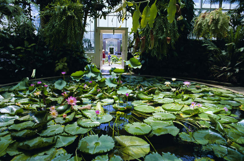 无人,横图,室外,白天,正面,旅游,度假,花海,花圃,美景,植物,百合花,睡莲,叶子,新西兰,阴影,盛开,光线,影子,景观,绿叶,花蕾,娱乐,花,花瓣,花朵,花卉,鲜花,蓝色,绿色,蓝天,天空,阳光,自然,花丛,花束,花田,天,花苞,花蕊,享受,休闲,嫩叶,景色,放松,晴朗,自然风光,大洋洲,纯真,妖艳,万里无云,奥克兰,强瞿,纽西兰,水芹花,抒情,洁净,长白云之乡,奥克兰区,奥克兰市,风帆之都,百合蒜,倒仙,番韭,山丹,水洋花,子午莲,叶,叶片,晴空,晴空万里,彩图