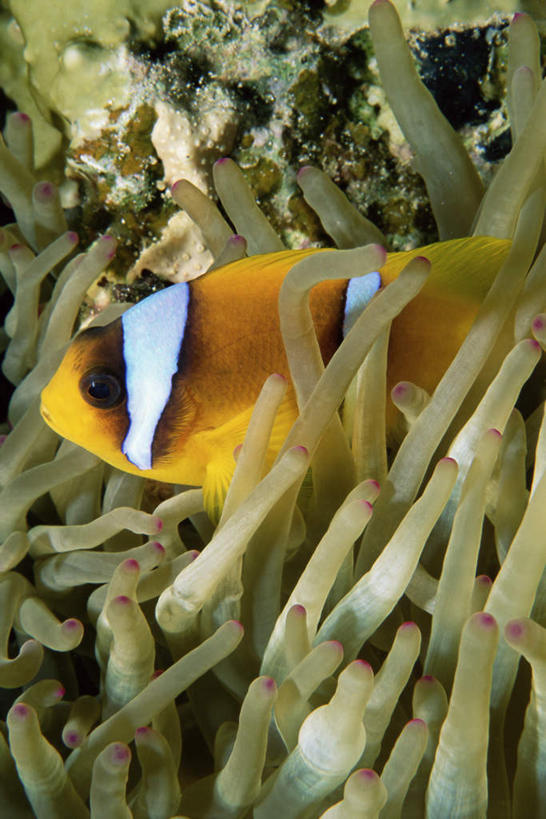 海鲜,无人,竖图,室外,特写,白天,正面,旅游,度假,海底,水下,美景,海葵,非洲,埃及,鱼,珊瑚,景观,水底,娱乐,珊瑚礁,水产,鱼类,海洋生物,无脊椎动物,自然,享受,休闲,景色,放松,海底世界,腔肠动物,古埃及,自然风光,水生动物,海产品,水生物,北非,海底动物,海底礁,阿拉伯埃及共和国,金字塔之国,棉花之国,阿非利加洲,西奈山,摩西山,西奈半岛,海床,礁,岩石,半身,彩图