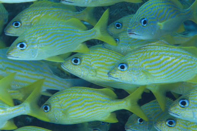 游泳,无人,横图,室外,特写,白天,侧面,海底,水下,海浪,海洋,美景,一排,许多,整齐,鱼,景观,浪花,水底,注视,鱼类,海洋生物,排列,自然,海水,观察,看,景色,海底世界,观看,察看,北美,北美洲,队列,关注,自然风光,水生动物,美洲,水生物,海景,海底动物,北亚美利加洲,亚美利加洲,泅水,尼维斯,尼维斯岛,圣基茨,圣基茨岛,拍浮,大海,风浪,海,海床,海水的波动,近岸浪,涌浪,半身,彩图