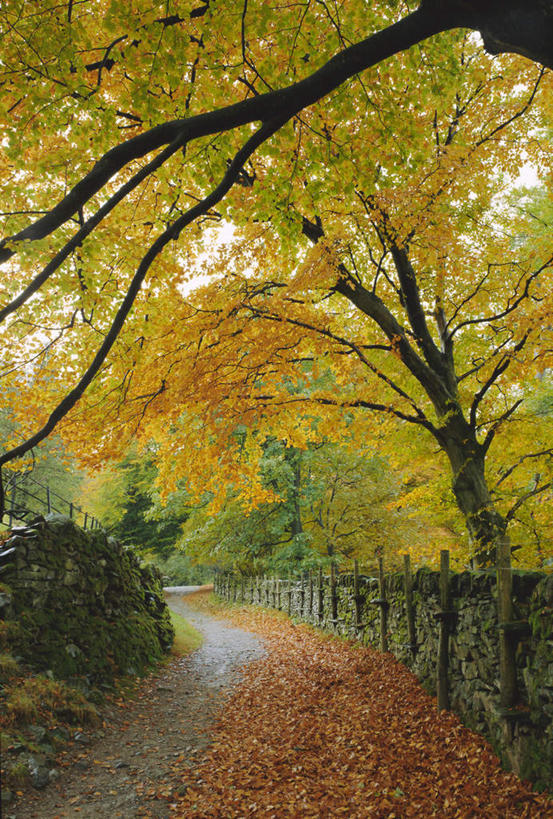 无人,公园,栏杆,竖图,室外,白天,正面,旅游,度假,美景,秋季,植物,道路,路,叶子,英国,欧洲,一排,许多,阴影,整齐,光线,影子,景观,围栏,小路,枯叶,落叶,交通,娱乐,护栏,英格兰,树,树木,排列,绿色,阳光,自然,享受,休闲,景色,放松,生长,成长,国家公园,西欧,队列,自然风光,大不列颠,大不列颠及北爱尔兰联合王国,大不列颠联合王国,日不落英帝国,英吉利,湖区国家公园,英国湖区国家公园,叶,叶片,秋,秋天,彩图