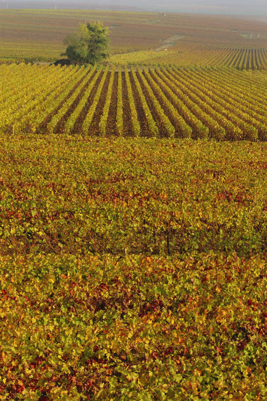 无人,果园,竖图,俯视,室外,白天,旅游,度假,美景,田园,植物,葡萄,水果,法国,欧洲,一排,阴影,新鲜,整齐,并列,并排,光线,影子,景观,生食,食品,果实,娱乐,葡萄园,树,树木,食物,排列,绿色,阳光,自然,庄园,香槟,享受,休闲,景色,放松,有机食品,绿色食品,生长,成长,葡萄藤,队列,自然风光,平行,法兰西共和国,法兰西第五共和国,山葫芦,蒲桃,草龙珠,彩图,高角度拍摄,阿登,阿登大区