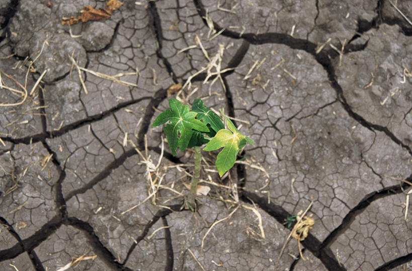 无人,横图,俯视,室外,白天,木瓜,水果,叶子,非洲,埃塞俄比亚,阴影,新鲜,干裂,光线,影子,泥土,土壤,生食,食品,果实,绿叶,食物,阳光,嫩叶,有机食品,绿色食品,碎裂,破裂,秧苗,阿非利加洲,奶匏,蓬生果,乳瓜,石瓜,万寿匏,埃塞俄比亚联邦民主共和国,叶,叶片,万寿果,番木瓜,彩图,高角度拍摄