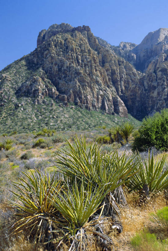 无人,公园,竖图,室外,白天,仰视,旅游,度假,石头,美景,山,山脉,植物,棕榈树,叶子,美国,阴影,枯萎,光线,石子,影子,景观,山顶,山峰,枯草,绿叶,山峦,娱乐,草,树,树木,黄色,蓝色,绿色,蓝天,天空,阳光,自然,群山,天,享受,休闲,嫩叶,景色,放松,生长,晴朗,成长,北美,北美洲,国家公园,自然风光,美洲,棕榈叶,内华达州,沉积岩,万里无云,北亚美利加洲,亚美利加洲,内华达,北美艾灌木丛州,产银之州,银山州,银之州,颠峰,极峰,红岩峡谷,红岩峡谷国家公园,美国红岩峡谷国家公园,水成岩,叶,叶片,石块,岩石,晴空,晴空万里,彩图,低角度拍摄