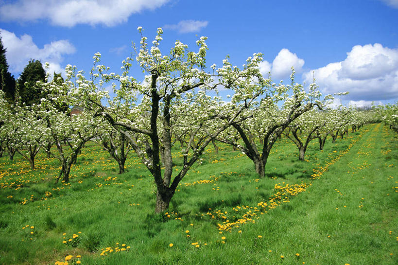 无人,横图,室外,白天,正面,旅游,度假,草地,草坪,美景,植物,梨,水果,英国,欧洲,一排,许多,阴影,新鲜,整齐,盛开,光线,影子,景观,云,云朵,生食,食品,果实,果树,很多,花蕾,云彩,娱乐,英格兰,草,花,花瓣,花朵,鲜花,树,树木,食物,排列,蓝色,绿色,白色,白云,蓝天,天空,阳光,自然,天,花苞,花蕊,享受,休闲,香梨,景色,放松,有机食品,绿色食品,生长,晴朗,成长,西欧,队列,自然风光,大不列颠,大不列颠及北爱尔兰联合王国,大不列颠联合王国,日不落英帝国,西米德兰兹郡,英吉利,伍斯特郡,西米德兰兹,伍斯特,晴空,生梨,彩图