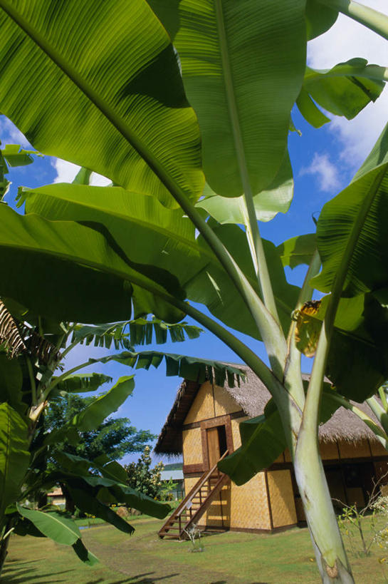 无人,家,木屋,竖图,室外,白天,仰视,旅游,度假,草地,草坪,美景,植物,棕榈树,叶子,阴影,光线,影子,景观,云,云朵,绿叶,云彩,娱乐,住宅,草,树,树木,蓝色,绿色,白云,蓝天,天空,阳光,自然,天,享受,休闲,嫩叶,景色,放松,生长,晴朗,成长,自然风光,大洋洲,棕榈叶,法属波利尼西亚,法属玻利尼西亚,马克萨斯群岛,叶,叶片,晴空,彩图,低角度拍摄,茅舍,茅屋,棚屋,小木屋,小屋