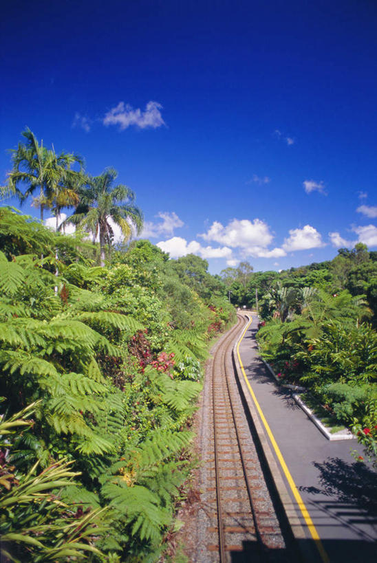 无人,竖图,室外,白天,正面,旅游,度假,美景,植物,道路,路,棕榈树,叶子,澳大利亚,阴影,光线,影子,景观,云,云朵,小路,绿叶,交通,云彩,娱乐,树,树木,蓝色,绿色,白云,蓝天,天空,阳光,自然,天,享受,休闲,嫩叶,景色,放松,生长,晴朗,成长,自然风光,大洋洲,澳洲,棕榈叶,昆士兰州,南方大陆,澳大利亚联邦,昆士兰,叶,叶片,晴空,彩图
