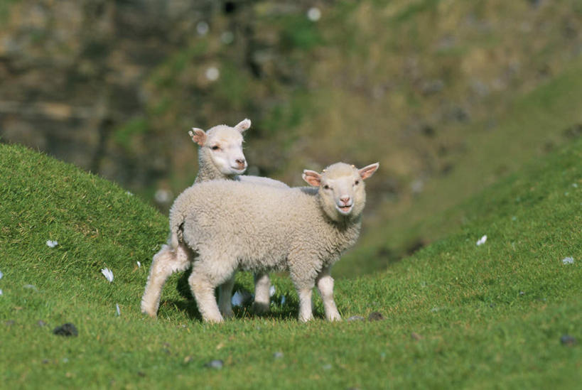 无人,横图,室外,特写,白天,正面,旅游,度假,草地,草坪,石头,美景,山,山脉,植物,羊,英国,欧洲,幼小,阴影,朦胧,模糊,光线,石子,影子,景观,山峰,山峦,娱乐,苏格兰,草,绿色,阳光,自然,动物,群山,两只,享受,休闲,家畜,景色,放松,牲畜,西欧,自然风光,大不列颠,大不列颠及北爱尔兰联合王国,大不列颠联合王国,日不落英帝国,苏格兰王国,设得兰,设得兰群岛,谢德兰群岛,谢特兰群岛,石块,岩石,绵羊,彩图,全身