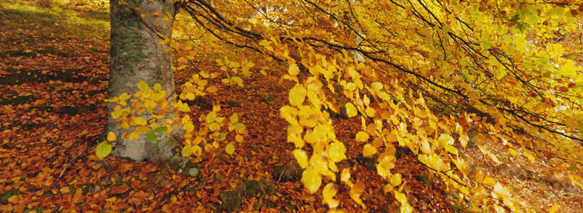 无人,横图,俯视,室外,白天,旅游,度假,美景,秋季,植物,叶子,英国,欧洲,景观,枯叶,落叶,娱乐,树,树木,绿色,自然,享受,休闲,景色,放松,生长,成长,西欧,自然风光,大不列颠,山毛榉,大不列颠及北爱尔兰联合王国,肯特郡,麻栎金刚,山毛榉树,大不列颠联合王国,日不落英帝国,叶,叶片,秋,秋天,彩图,高角度拍摄