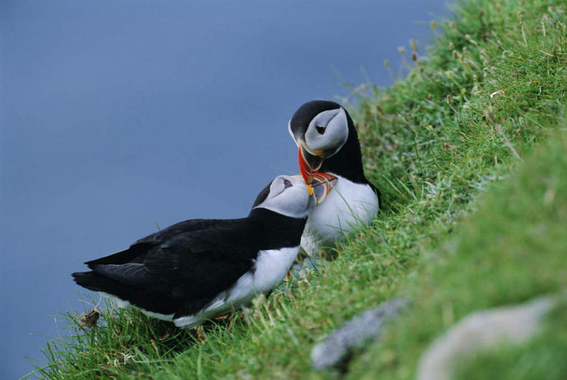 无人,站,横图,室外,特写,白天,侧面,旅游,度假,草地,草坪,石头,美景,植物,海鸟,鸟,英国,欧洲,幼小,三只,阴影,朦胧,模糊,光线,鸟类,石子,影子,景观,注视,娱乐,苏格兰,草,绿色,阳光,自然,观察,看,站着,享受,休闲,景色,放松,喂,观看,察看,西欧,关注,自然风光,大不列颠,潜鸟,大不列颠及北爱尔兰联合王国,海雀,大不列颠联合王国,日不落英帝国,苏格兰王国,刀嘴海雀,设得兰,设得兰群岛,谢德兰群岛,谢特兰群岛,石块,岩石,站立,半身,彩图