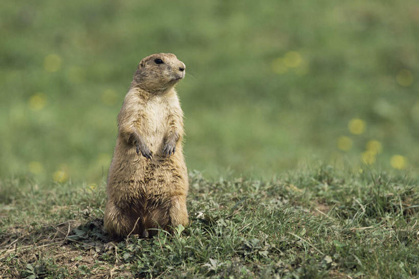 无人,站,横图,室外,特写,白天,正面,旅游,度假,草地,草坪,美景,植物,野生动物,阴影,朦胧,模糊,光线,影子,景观,泥土,土壤,注视,娱乐,草,一只,绿色,阳光,自然,动物,观察,看,站着,享受,休闲,景色,放松,可爱,活泼,观看,察看,关注,自然风光,土拨鼠,旱獭,天竺鼠,黑尾草原犬鼠,黑尾牧鼠,黑尾土拨鼠,站立,彩图,全身
