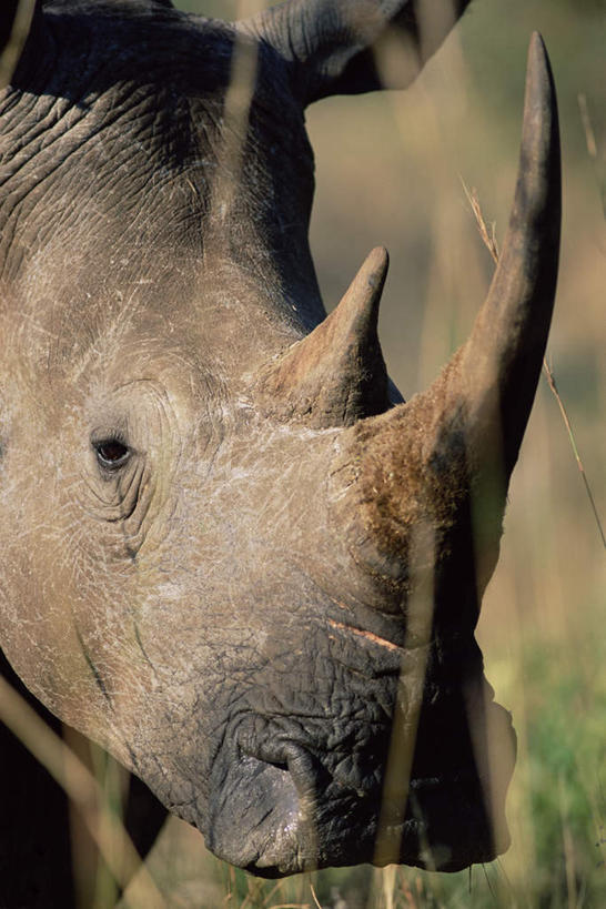 无人,站,竖图,室外,特写,白天,正面,旅游,度假,草地,草坪,美景,植物,野生动物,非洲,南非,一头,阴影,朦胧,模糊,光线,影子,景观,注视,娱乐,草,绿色,阳光,自然,动物,观察,看,站着,享受,休闲,景色,放松,观看,察看,关注,自然风光,凶猛,白犀,阿非利加洲,白犀牛,犀牛之王,南非共和国,夸祖鲁.纳塔尔省,残暴,凶残,犀牛,站立,半身,彩图