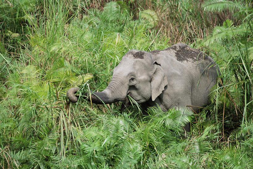 无人,公园,站,横图,室外,白天,侧面,旅游,度假,草地,草坪,美景,植物,哺乳动物,大象,野生动物,印度,亚洲,幼小,一头,阴影,朦胧,模糊,光线,影子,景观,注视,娱乐,草,绿色,阳光,自然,动物,观察,看,站着,享受,休闲,景色,放松,观看,察看,国家公园,关注,自然风光,南亚,亚洲象,印度共和国,阿萨姆,阿萨姆邦,加济兰加国家公园,象,站立,彩图,全身
