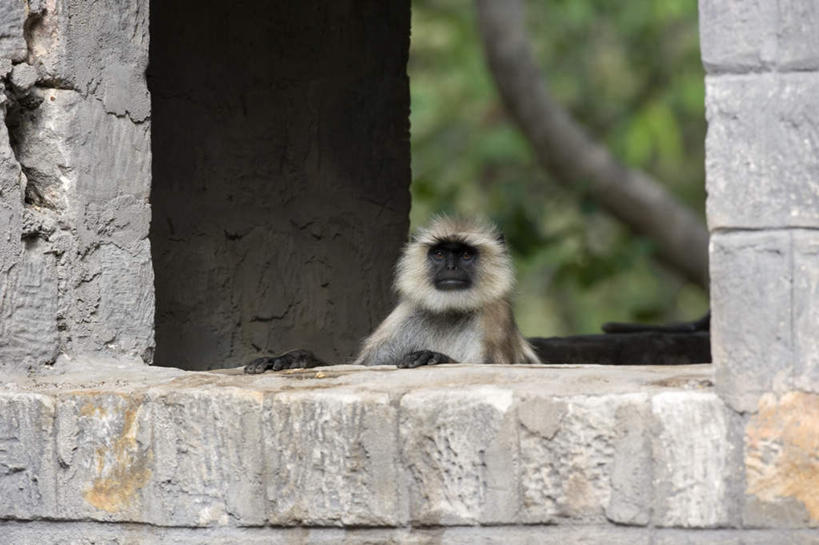 无人,横图,室外,特写,白天,正面,旅游,度假,石头,美景,植物,哺乳动物,野生动物,猴子,叶子,印度,亚洲,阴影,朦胧,模糊,光线,石子,影子,墙,景观,绿叶,枝条,注视,娱乐,墙壁,墙面,树,树木,树枝,一只,自然,动物,观察,看,享受,休闲,嫩叶,景色,放松,观看,察看,关注,自然风光,南亚,印度共和国,猫头鹰猴,鸮猴,夜猴,虬枝,枝杈,中央邦,叶,叶片,石块,岩石,半身,彩图