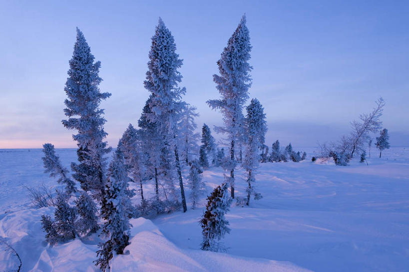 无人,横图,室外,白天,正面,旅游,度假,美景,森林,树林,雪,植物,大雪,加拿大,阴影,光线,影子,积雪,景观,雪景,冬季,冬天,娱乐,树,树木,蓝色,绿色,蓝天,天空,阳光,自然,天,享受,休闲,景色,放松,寒冷,生长,晴朗,成长,北美,北美洲,自然风光,美洲,万里无云,北亚美利加洲,亚美利加洲,严寒,马尼托巴,马尼托巴省,曼尼托巴省,晴空,晴空万里,彩图