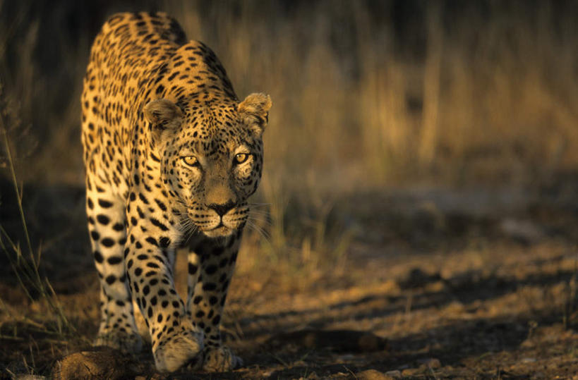 无人,走,横图,室外,白天,正面,旅游,度假,草地,草原,草坪,美景,植物,野生动物,非洲,纳米比亚,阴影,枯萎,光线,影子,荒野,景观,旷野,热带,首都,注视,娱乐,草,一只,阳光,自然,动物,观察,看,享受,休闲,景色,放松,观看,死亡,察看,关注,自然风光,原野,美洲豹,荒原,凶猛,纳米比亚共和国,温得和克,美洲虎,枯败,残暴,凶残,步行,散步,走路,彩图,全身