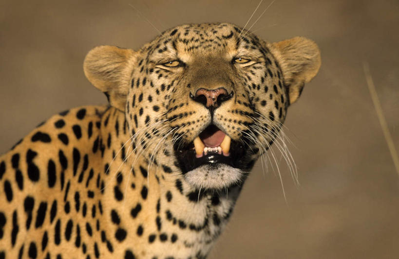 牙齿,无人,站,横图,室外,特写,白天,正面,旅游,度假,美景,野生动物,非洲,纳米比亚,阴影,朦胧,模糊,锐利,光线,影子,景观,首都,注视,娱乐,一只,阳光,自然,动物,观察,看,站着,张嘴,享受,休闲,景色,放松,观看,察看,锋利,尖锐,关注,自然风光,美洲豹,尖利,凶猛,张大嘴巴,犀利,厉害,纳米比亚共和国,温得和克,美洲虎,残暴,凶残,齿,牙,牙龈,张开嘴,站立,半身,彩图