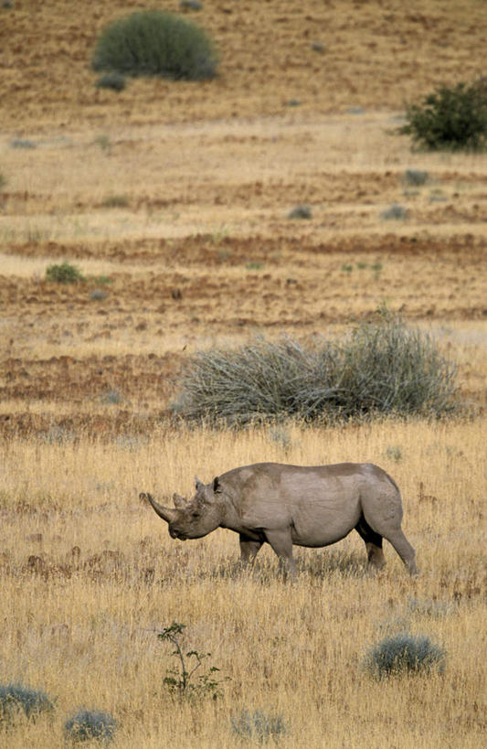 无人,站,竖图,俯视,室外,白天,旅游,度假,草地,草原,美景,植物,野生动物,非洲,纳米比亚,阴影,光线,影子,景观,旷野,注视,娱乐,草,一只,绿色,阳光,自然,动物,观察,看,站着,享受,休闲,景色,放松,观看,察看,关注,自然风光,原野,凶猛,黑犀,黑犀牛,纳米比亚共和国,达马拉兰,残暴,凶残,犀牛,站立,彩图,高角度拍摄,全身