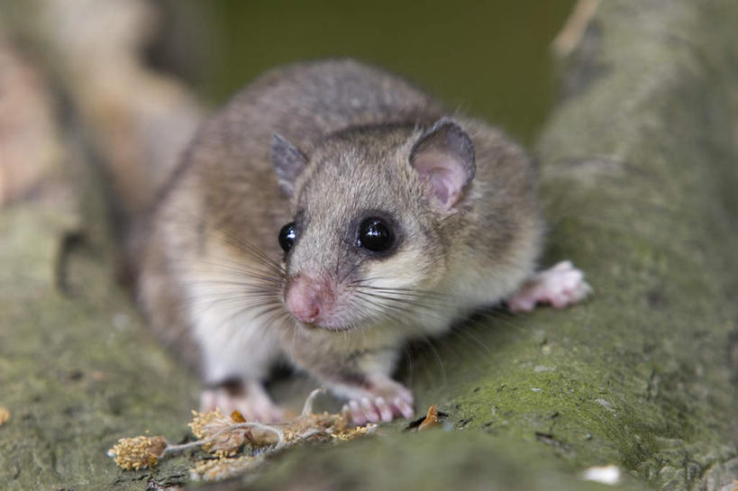 无人,站,横图,俯视,室外,特写,白天,旅游,度假,美景,植物,野生动物,德国,欧洲,阴影,朦胧,模糊,光线,影子,景观,坚果,果实,枝条,扭头,注视,娱乐,树,树木,树枝,一只,阳光,自然,动物,干果,观察,看,站着,转头,享受,休闲,景色,放松,可爱,活泼,观看,察看,西欧,关注,自然风光,德意志联邦共和国,林睡鼠,睡鼠,虬枝,枝杈,榛睡鼠,站立,彩图,高角度拍摄,全身