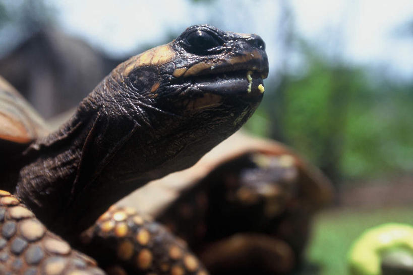无人,横图,室外,特写,白天,侧面,旅游,度假,河流,美景,水,植物,龟,巴西,阴影,朦胧,模糊,光线,影子,河水,景观,水流,娱乐,海洋生物,树,树木,绿色,阳光,自然,两只,享受,休闲,健康,景色,南美,放松,生长,成长,南美洲,拉丁美洲,自然风光,水生动物,坚定,美洲,水生物,海底动物,巴西联邦共和国,首府,亚美利加洲,长寿,南亚美利加洲,马瑙斯,亚马孙,亚马孙州,海龟,半身,彩图