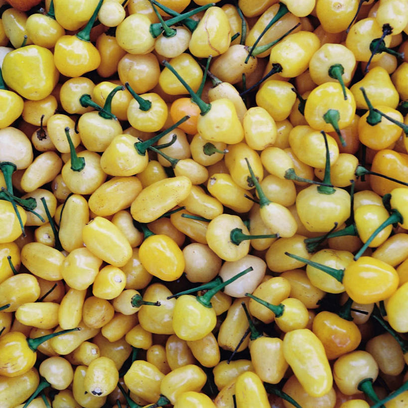 无人,方图,俯视,室外,特写,白天,辣椒,蔬菜,一堆,许多,收成,堆叠,堆积,新鲜,食品,很多,食物,黄色,有机食品,绿色食品,收获,堆,彩椒,辣角,红海椒,大椒,辣虎,广椒,劳绩,甜椒,柿子椒,辣子,海椒,番椒,灯笼椒,彩图,高角度拍摄