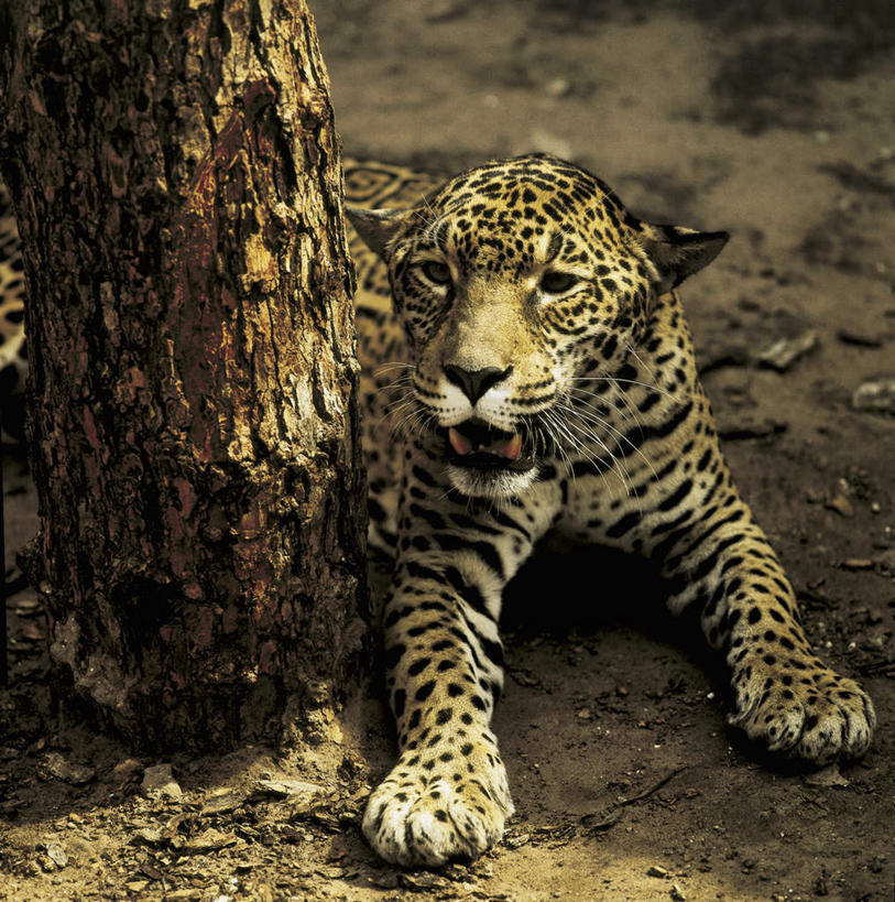 无人,躺,竖图,俯视,室外,白天,旅游,度假,美景,森林,树林,植物,豹子,野生动物,巴西,阴影,光线,影子,景观,树桩,注视,娱乐,树,树干,树木,一只,绿色,阳光,自然,动物,观察,看,张嘴,享受,休闲,木桩,景色,南美,放松,生长,成长,观看,察看,南美洲,拉丁美洲,关注,自然风光,金钱豹,美洲,凶猛,张大嘴巴,巴西联邦共和国,亚美利加洲,南亚美利加洲,文豹,马托格罗索,马托格罗索州,卧着,残暴,凶残,张开嘴,花豹,豹,躺着,卧,半身,彩图,高角度拍摄