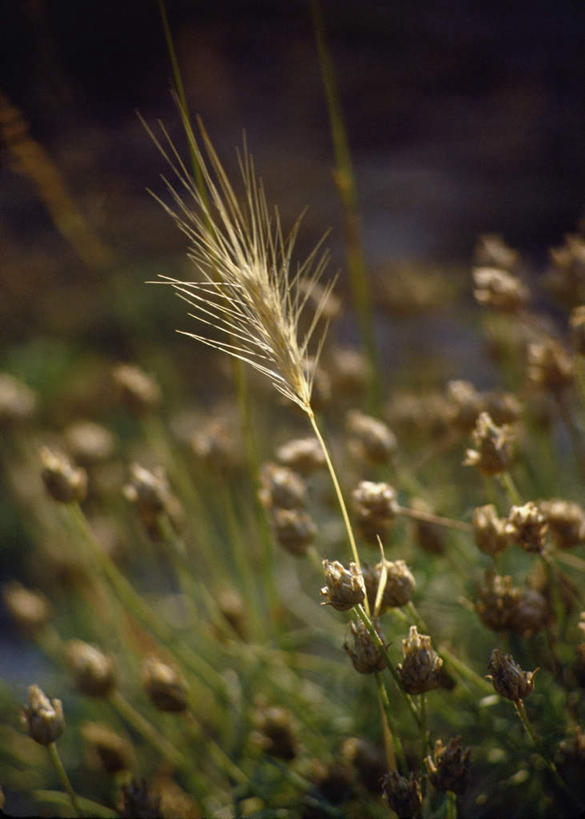 无人,农田,竖图,室外,特写,白天,正面,旅游,度假,庄稼,农作物,小麦,美景,阴影,朦胧,模糊,光线,影子,景观,谷物,娱乐,阳光,自然,享受,休闲,景色,放松,麦子,自然风光,彩图,耕地,庄稼田