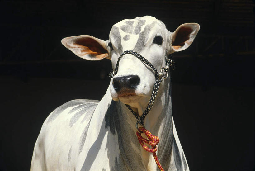 无人,站,横图,室外,白天,正面,旅游,度假,美景,牛,巴西,阴影,光线,影子,景观,注视,娱乐,一只,阳光,自然,动物,观察,看,站着,享受,休闲,家畜,景色,南美,放松,牲畜,观看,察看,南美洲,拉丁美洲,关注,自然风光,美洲,巴西联邦共和国,亚美利加洲,南亚美利加洲,站立,半身,彩图