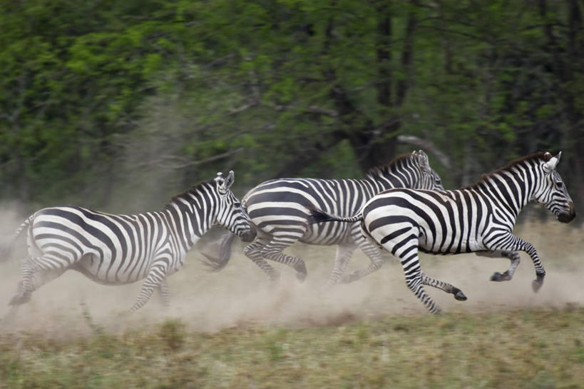 无人,跑,横图,室外,白天,侧面,风险,哺乳动物,马,野生动物,坦桑尼亚,三只,条纹,动物,运输,摄影,牲畜,威胁,塞伦盖蒂国家公园,彩图