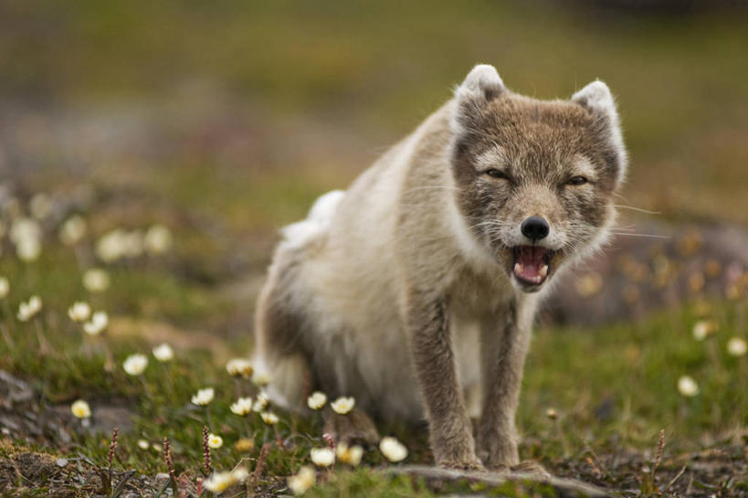 无人,吃,横图,室外,白天,北极,全球变暖,哺乳动物,狐狸,野生动物,挪威,野花,花,自然,动物,摄影,气象,生物学,气候,北极狐,觅食,喂养,斯瓦尔巴德群岛,群岛,彩图,冻原