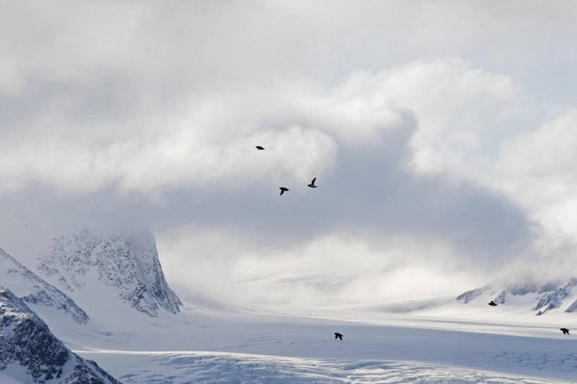 无人,横图,室外,白天,北极,冰山,山,多云,全球变暖,野生动物,挪威,摩纳哥,欧洲,融化,鸟类,冰,地形,山峰,山峦,飞,冰川,风景,自然,动物,摩纳哥公国,寒冷,摄影,气象,冰冷,迁徙,生物学,气候,冰河,严寒,冰凉,酷寒,凛冽,凛凛,极冷,斯瓦尔巴德群岛,海鸽,彩图