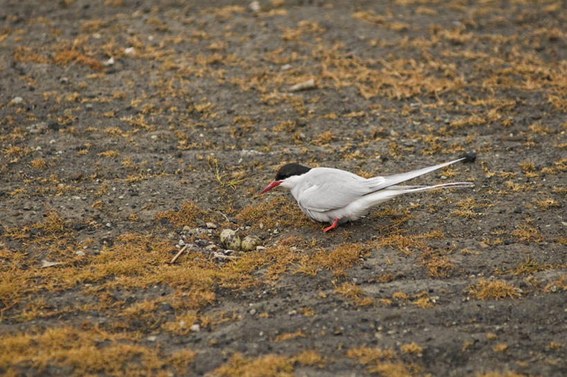 无人,横图,室外,白天,北极,全球变暖,野生动物,挪威,鸟类,鸟巢,自然,动物,摄影,生物学,卵,北极燕鸥,斯瓦尔巴德群岛,濒危物种,彩图,朗伊尔城,弱点,冻原