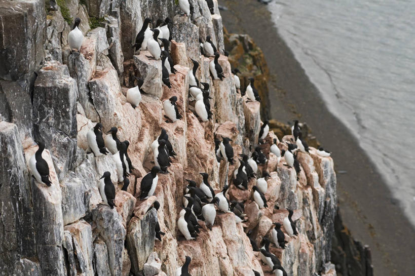 无人,横图,室外,白天,北极,全球变暖,海鸟,鸟,野生动物,挪威,一群,许多,鸟类,鸟巢,悬崖,很多,自然,动物,可爱,摄影,活泼,迁徙,生物学,海雀,厚嘴海鸦,斯瓦尔巴德群岛,崖海鸦,海鸦,海鸽,彩图
