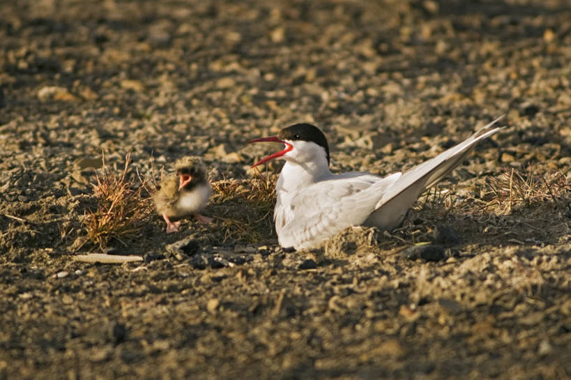 无人,横图,室外,白天,北极,全球变暖,野生动物,挪威,鸟类,鸟巢,小鸟,自然,动物,两只,休息,摄影,生物学,北极燕鸥,斯瓦尔巴德群岛,濒危物种,彩图,朗伊尔城,弱点,冻原