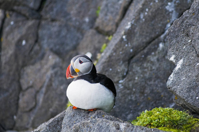 无人,横图,室外,白天,侧面,北极,全球变暖,海鸟,鸟,野生动物,羽毛,挪威,鸟类,悬崖,自然,动物,可爱,摄影,活泼,迁徙,生物学,角嘴海雀,海雀,斯瓦尔巴德群岛,彩图